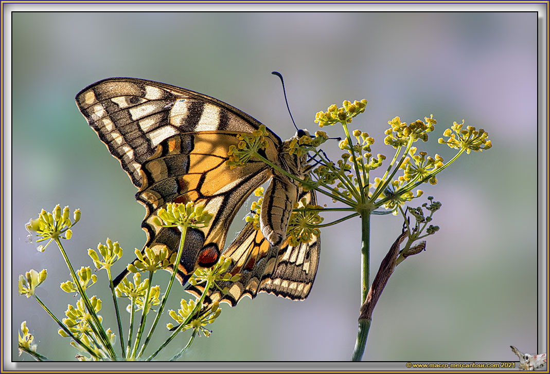 Machaon